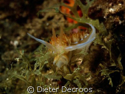 Nudibranch posing on branch by Dieter Decroos 
